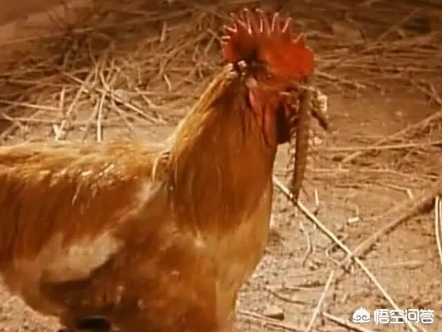 蜈蚣怕什么食物:农村俗语“蜈蚣鸡母蛇”是什么意思？为何有些蛇会怕蜈蚣？