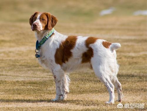 芬兰猎犬的喂食要点:猎犬挑食要吃什么药，猎犬挑食可以喂什么？