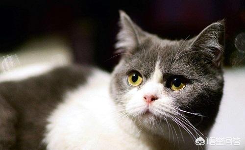蓝猫发情的表现:英短母猫发情的表现有哪些？