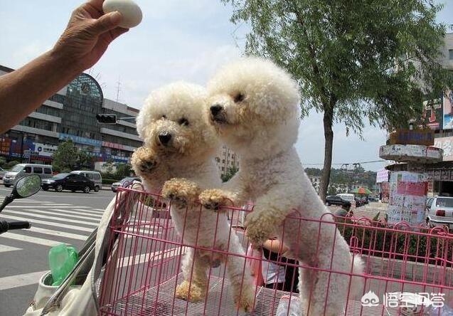 如何区分比熊纯不纯，想买只比熊犬，在哪里买比较好，需要多少钱怎么看品种纯不纯