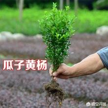 瓜子黄杨球树:瓜子黄杨下山桩怎样种植？