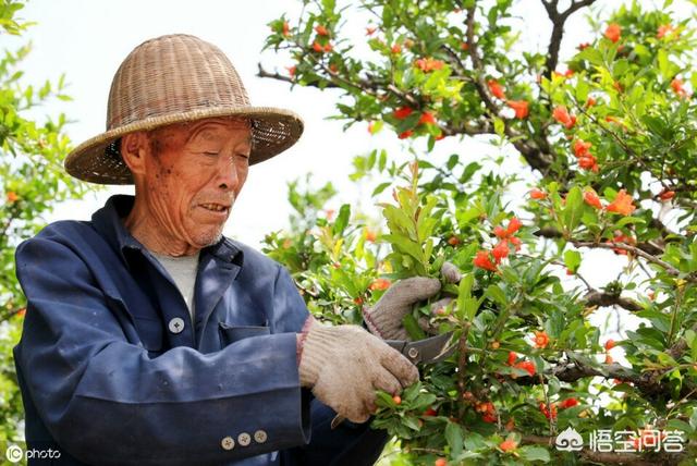 石榴什么季节剪最好，石榴树发出的新枝是不是要剪掉