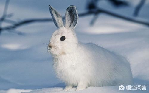 兔子吃什么会拉肚子:兔子为什么不能吃湿菜叶，兔子不能吃带水的菜吗？