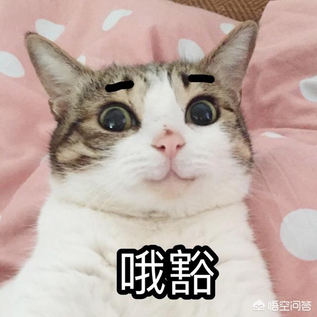 霸道总裁的小猫咪:有哪些搞笑的猫咪表情包？