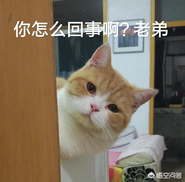 霸道总裁的小猫咪:有哪些搞笑的猫咪表情包？