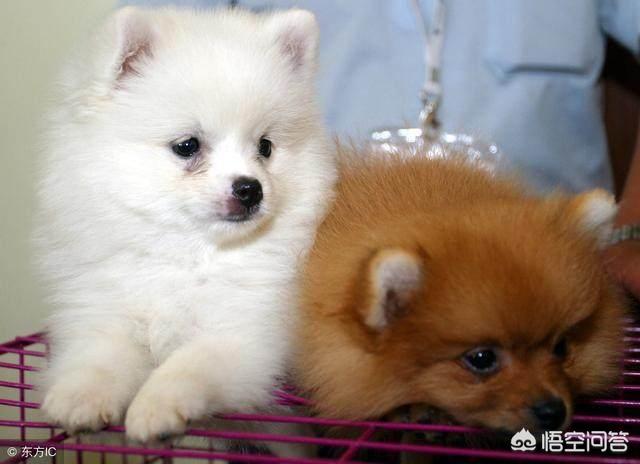 博美犬性格博美聪明吗:家里养只博美犬是怎么样的感觉？