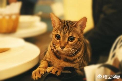 猫藓患处可以用双氧水消毒吗:金渐层得了猫癣能不能洗澡，金渐层猫癣期间洗澡好吗？
