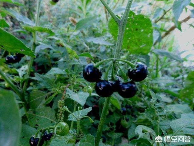 农村里,有一种像辣椒叶的野菜叫什么,有啥用? - 百科网