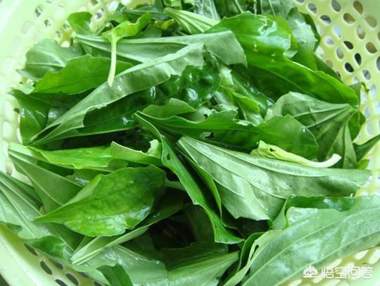 野菜,农村很多人叫猪舌头的菜,营养价值高嘛？