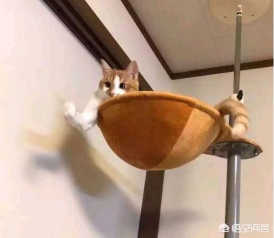 柴犬奇迹物语高清图片:当柴犬进入二次元会变成怎样呢？
