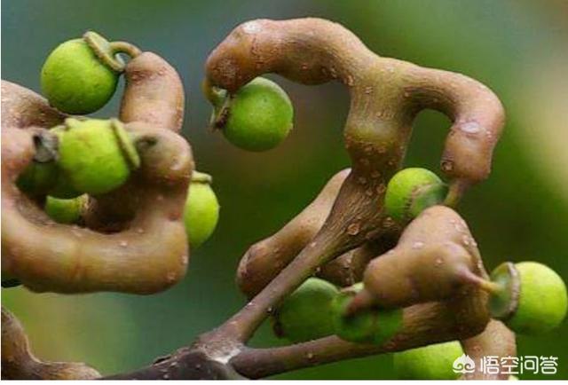 在农村种植什么,一亩地纯收入可以达到5万以上？