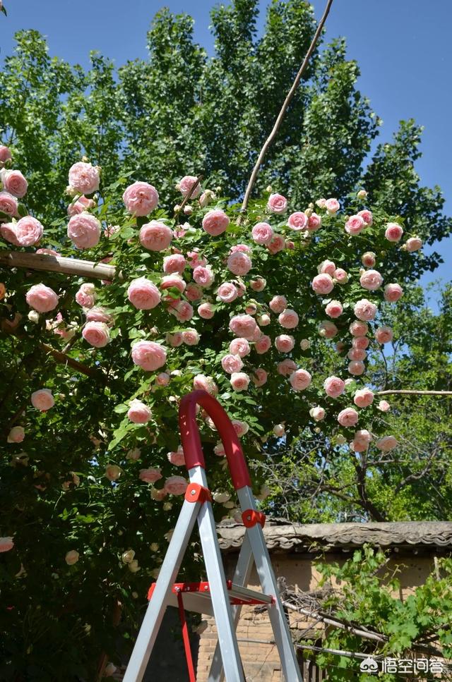 欧洲月季花品种介绍:月季花品种介绍大全 网上买的粉色龙沙，大家给看看对不对版？