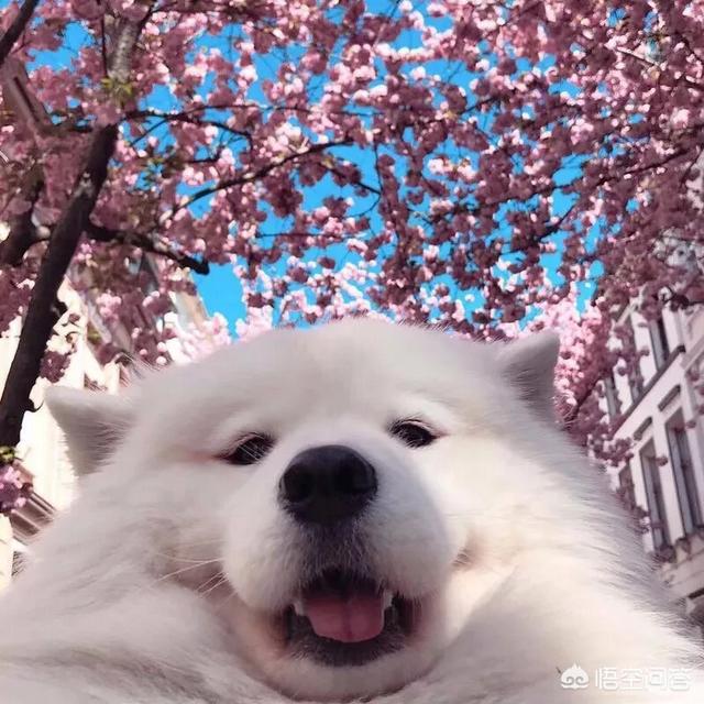 萨摩耶性格稳定吗:金毛、萨摩耶、哈士奇、柴犬，我该养哪个？
