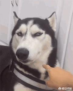 哈士奇图片搞笑:二哈有哪些搞笑的图片表情？