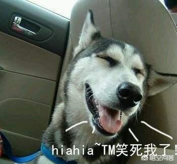 哈士奇图片搞笑:二哈有哪些搞笑的图片表情？