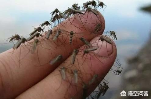 蚊子咬人和血型有关系吗，蚊子咬了皮肤不肿怎么回事