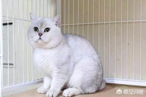 猫咪会不会绝食到饿死,猫咪绝食久了会饿死吗？