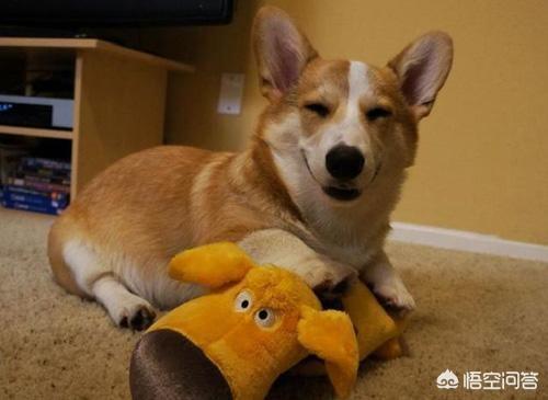 柯基犬怎么训练:训练柯基犬时，哪些错误不能犯？