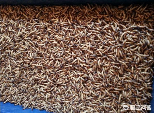 大麦虫价格:2019年农村低成本养殖什么赚钱？