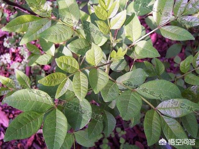 花椒产地,花椒木分几种？产地哪里？