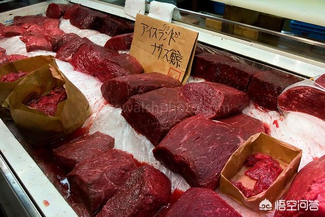 矛齿鲸骨骼:日本人捕杀一头成年蓝鲸可以获得多少利润？