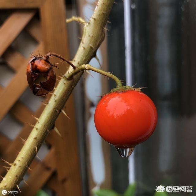 白蝴蝶合果芋有什么毒:芋头相关的疾病有哪些，发病时间与防治措施都有什么？