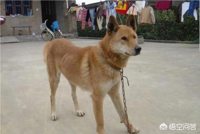 农安细狗咬狗视频:为何一些人瞧不起养狗者？