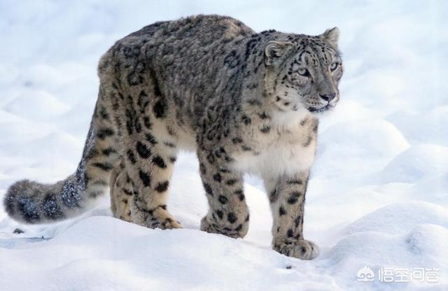 虎猫属:“山猫”是指哪种猫科动物？为何生活在雪山上的雪豹不叫山猫？