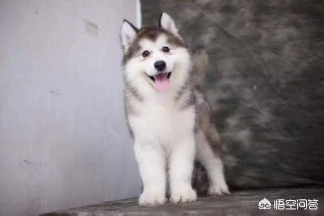 出售阿拉斯加克利凯犬:阿拉斯加狗狗是大点的贵还是小点的贵？应该如何选择？
