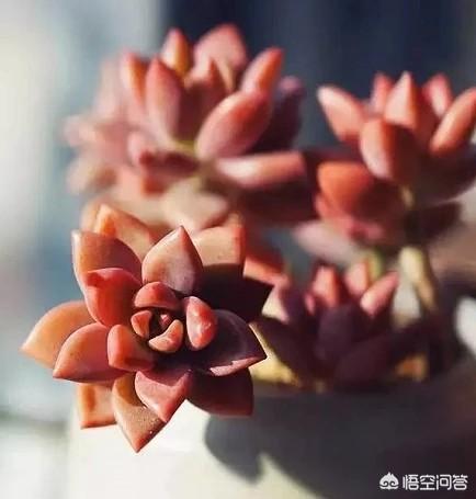 多肉姬胧月施什么肥？