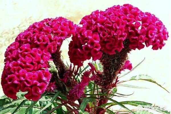 大色猫:盆栽鸡冠花花大色艳，为什么很少有人栽种？