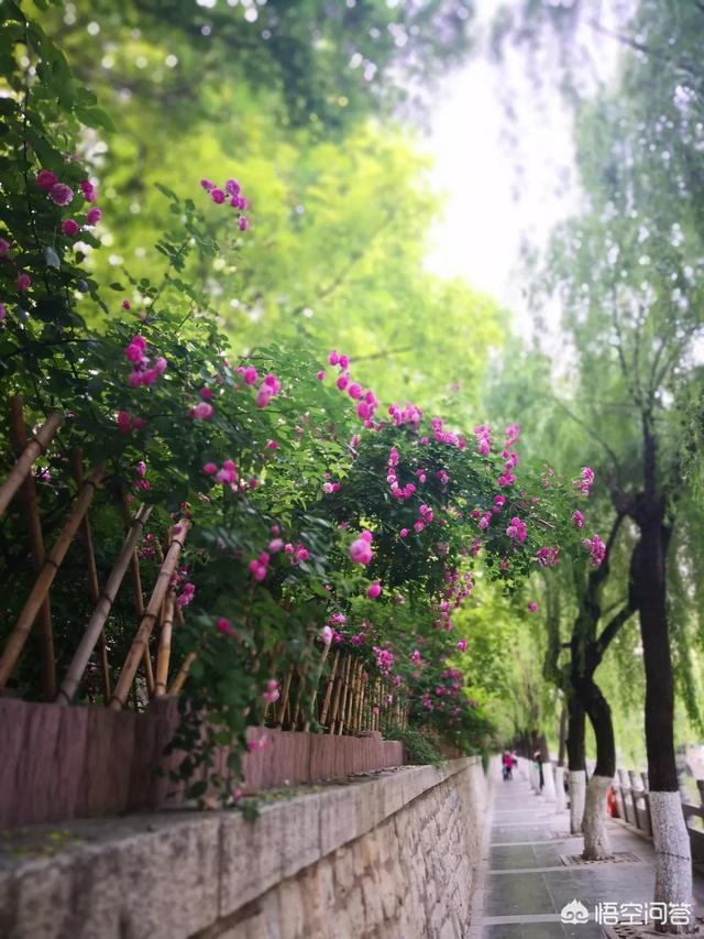 刘孟姗去哪里了:刘孟姗最新生活照片 我是单亲妈妈，儿子上初二怎么说就不愿去上学了？