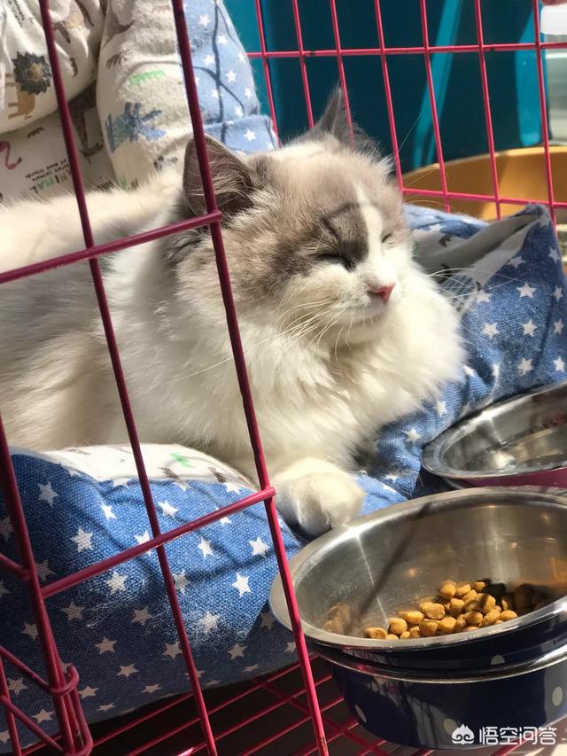 怎么确定猫认主人了咕噜咕噜:如何让猫咪认你这个主人，粘你，爱你？