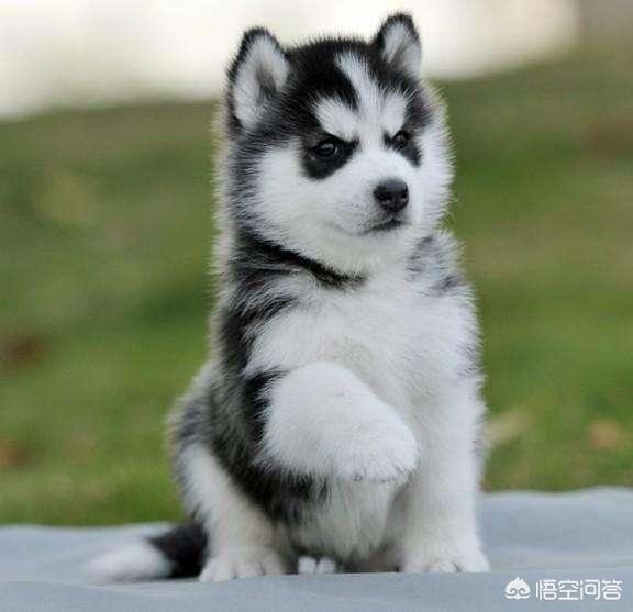 雪橇犬和哈士奇图片:哈士奇，除了是雪橇犬之外，它还是什么个性，它真的傻吗？ 西伯利亚雪橇犬哈士奇图片