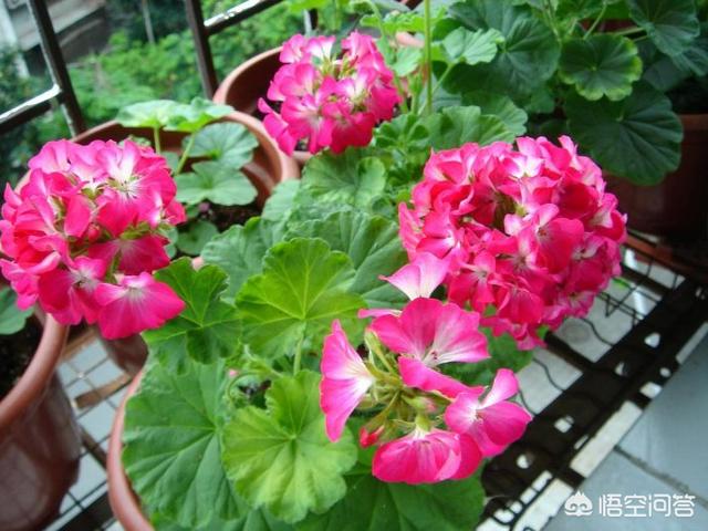 猫能闻驱蚊草吗:驱蚊草孕妇能闻吗 天竺葵可以驱蚊是真的吗？
