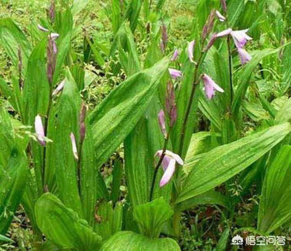 白芨价格种子:白芨种子直接撒在地里能发芽吗？