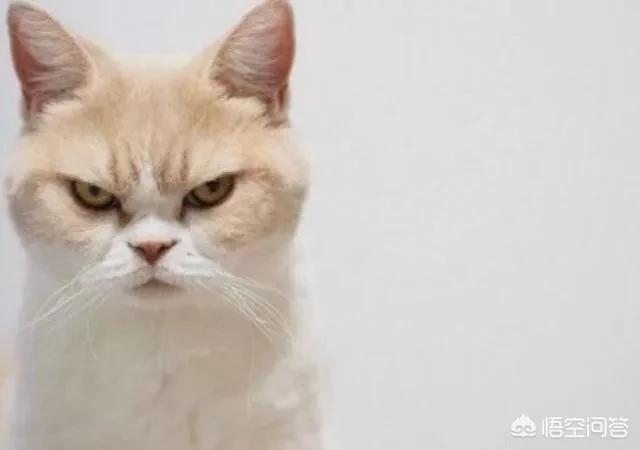 愤怒的猫咪下载:猫咪发怒生气有什么表现？ 猫咪愤怒的声音