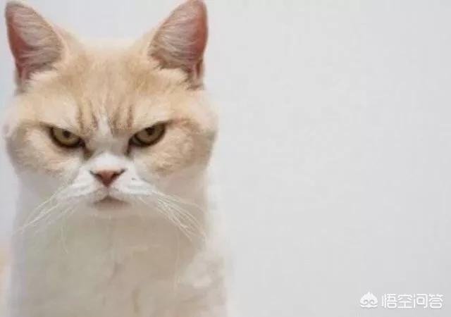 愤怒的猫咪下载:猫咪发怒生气有什么表现？