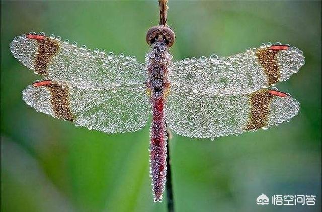 水鳖虫能在太空中繁育后代吗，竹象虫有哪些价值多少钱一斤可以人工养殖吗