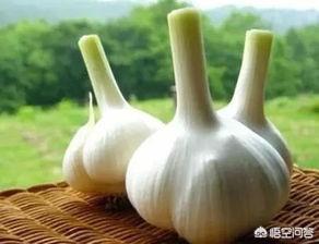 生蒜头能杀灭胃内幽门螺杆菌吗？