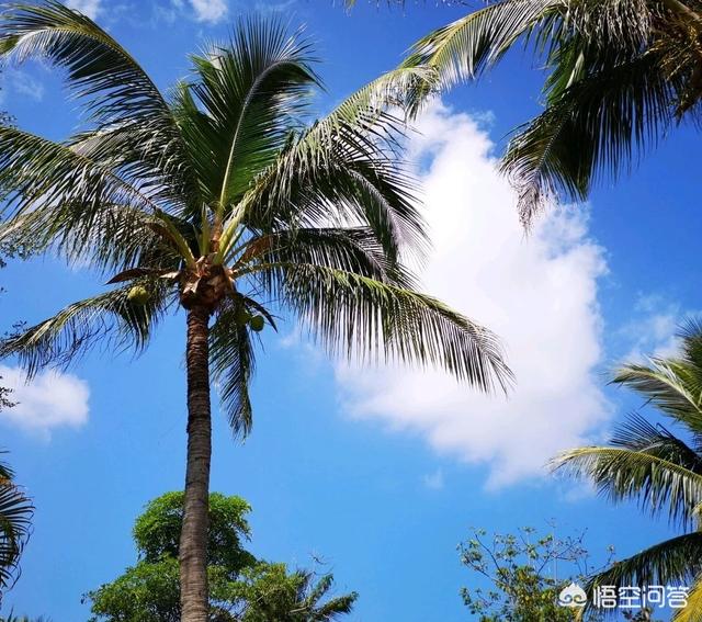 三亚<a href=https://maguai.com/list/52-0-0.html target=_blank class=infotextkey>旅游</a>攻略:如何安排三亚<a href=https://maguai.com/list/52-0-0.html target=_blank class=infotextkey>旅游</a>的行程？