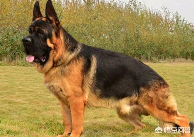 垂系德国牧羊犬论坛:德国牧羊犬的价格下降了，为什么还是这么少人买？