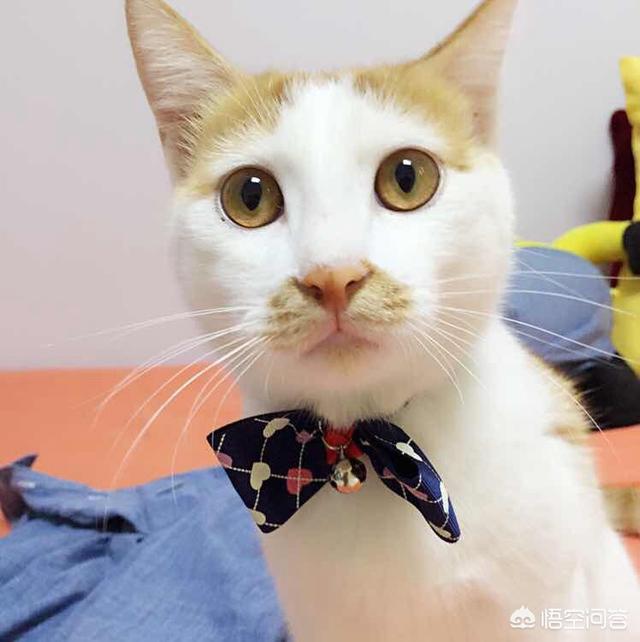 头条问答 猫多久上一次厕所 田园猫花生的回答 0赞