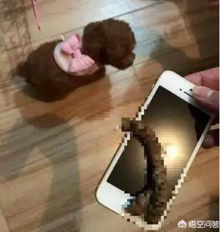 小狗什么狗最聪明:智商高的狗狗都有哪些表现？