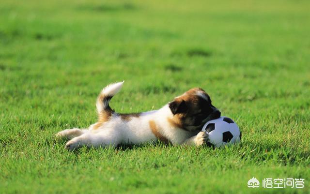 三个月的牧羊犬图片:三个月大牧羊犬图片 三个多月的德牧幼犬大便不出来该怎么办？