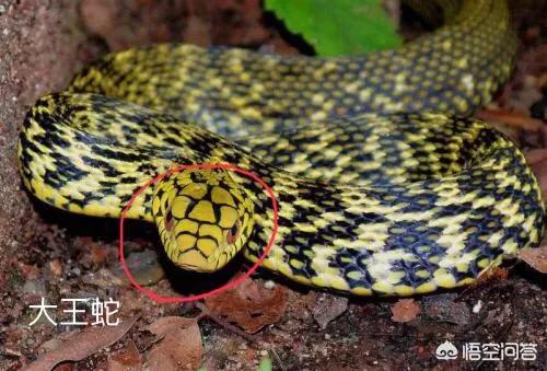 玉米锦蛇有剧毒吗，湖南农村的山水，还有哪些蛇比较常见