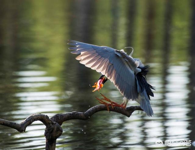 美国鸟类摄影:湿地拍摄鸟类，需要准备什么样的镜头？