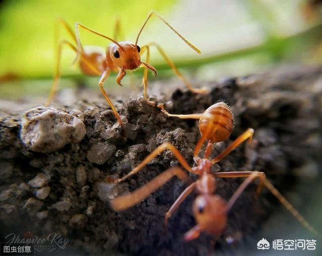 槐树里:农村槐树上结的紫色槐花能吃吗？