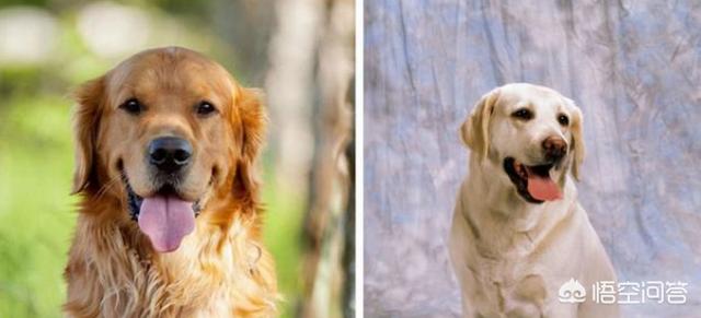 拉布拉多犬和金毛哪个贵啊:如何区分拉布拉多和金毛？ 拉布拉多犬和金毛哪个温顺