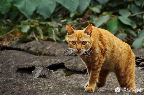 猫咪摇头打喷嚏:为什么猫鼻支吃完药还打喷嚏，猫鼻支打喷嚏没停过？